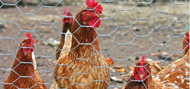 304 φράκτης εξαγωνικό AISI EN10223 πλέγματος κοτόπουλου ανοξείδωτου 2